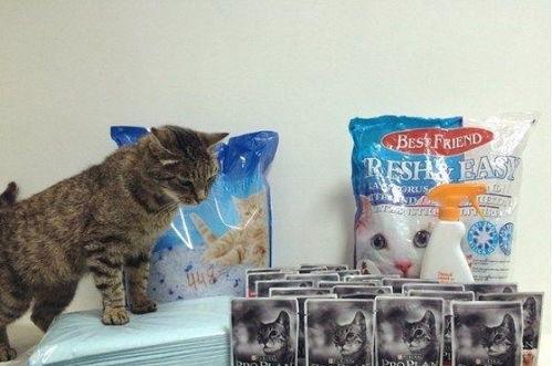 网红吃瓜猫,揭秘娱乐圈幕后故事