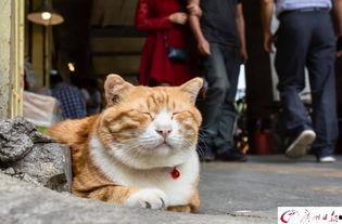 网红吃瓜猫,揭秘娱乐圈幕后故事