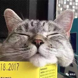 网红吃瓜猫,揭秘娱乐圈幕后故事