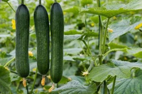 吃瓜给料网,吃瓜给料网带你领略明星幕后故事