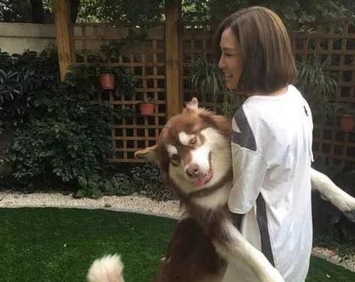 网红狗儿不雅事件吃瓜,吃瓜群众热议背后的伦理争议