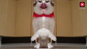 网红猫吃贝贝瓜视频大全,贝贝瓜视频大全萌翻网友