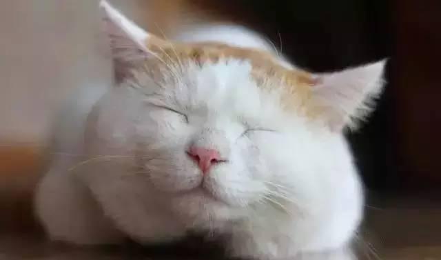 网红猫吃贝贝瓜视频大全,贝贝瓜视频大全萌翻网友