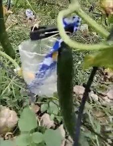 武都网红吃瓜事件视频,一场网络热议的幕后真相揭秘