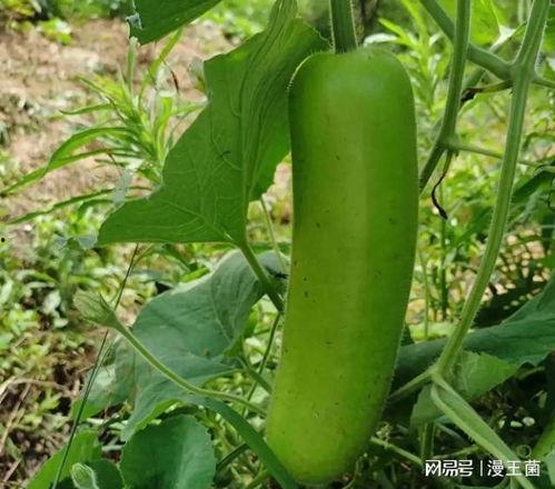 网红吃瓠子瓜,趣味横生引网友热议