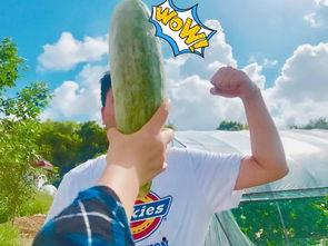 吃网红瓜心里难受怎么办,如何缓解吃瓜后的不适感