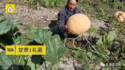 礼县网红吃瓜事件视频,一场网络狂欢背后的真相揭秘