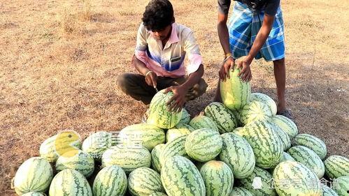 吃瓜网黑了168su,揭秘168su背后惊人真相