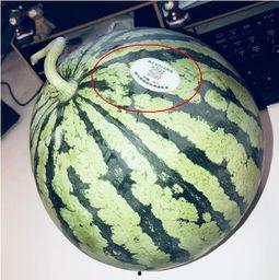 网红718吃瓜,吃瓜背后的故事与真相