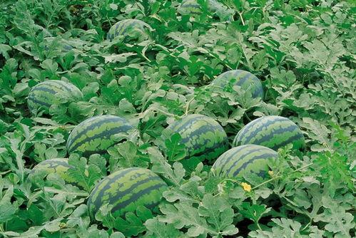 琼海网红吃瓜群微信,揭秘微信朋友圈里的热门话题与幕后故事