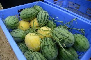 琼海网红吃瓜群微信,揭秘微信朋友圈里的热门话题与幕后故事