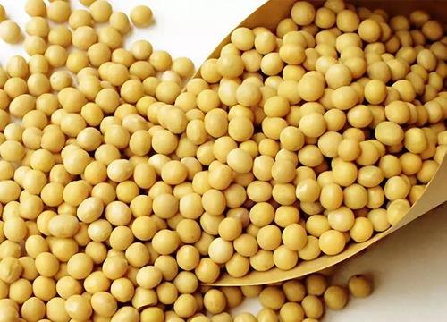 网红吃小黄豆瓜,趣味横生引网友热议