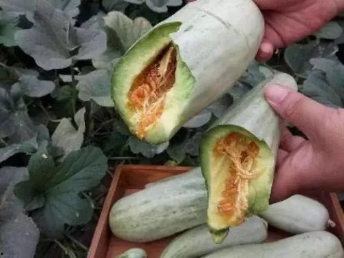 吃瓜网全球每日赚多少钱一个月,吃瓜网日赚全球流量，月入惊人！