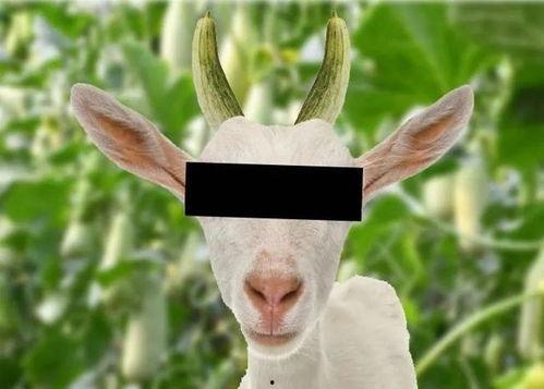 网红驯鹿吃瓜是真的吗视频