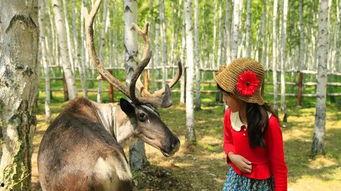 网红驯鹿吃瓜是真的吗视频