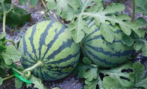 吃瓜网不太皮,揭秘娱乐圈那些不太皮的幕后故事