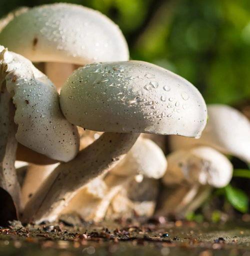 黑瓜吃料正能量官网蘑菇,探索蘑菇的神奇世界，开启健康生活之旅