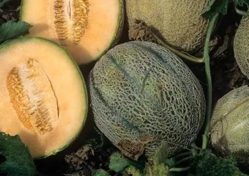 黑瓜吃料网安卓能打开吗,轻松打开，畅享美食资讯