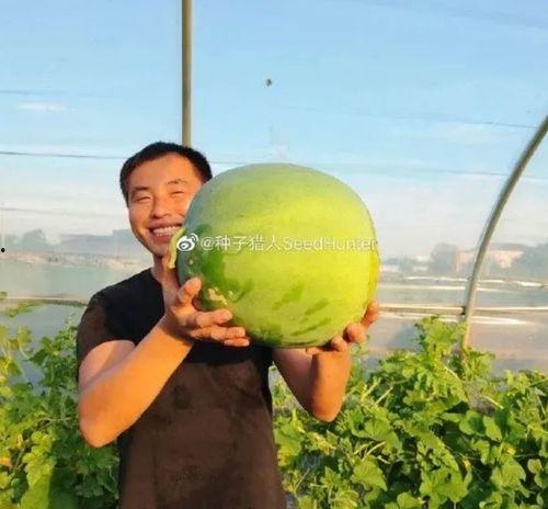 广州跳舞网红吃瓜是谁啊,广州跳舞网红吃瓜事件揭秘