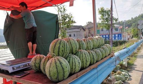 南充网红杜萧吃瓜事件,网络舆论的风暴与反思