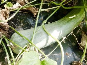 吃瓜爆料最火的网红