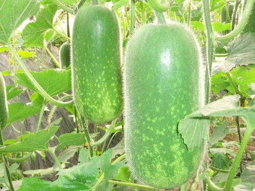 吃瓜网免费官网郑润泽,吃瓜网免费官网背后的神秘人物