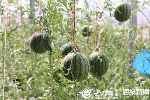 礼县网红吃瓜事件视频曝光,视频曝光引发网友热议