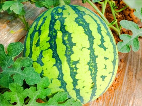 番瓜网吃瓜视频下载,轻松获取热门娱乐内容