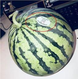 网红吃瓜合集免费,盘点热门事件背后的精彩瞬间