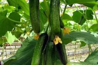 网红吃瓜风格是否独特,揭秘网红吃瓜界的独特风格达人 第2张 网红吃瓜风格是否独特,揭秘网红吃瓜界的独特风格达人 第2张