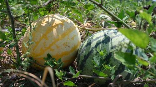 大陆网友去台湾吃瓜,揭秘宝岛美食与文化  第2张