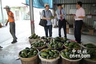 大陆网友去台湾吃瓜,揭秘宝岛美食与文化  第3张