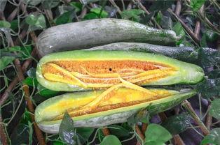 网红吃瓜com,揭秘娱乐圈幕后故事，带你领略明星真实生活  第3张