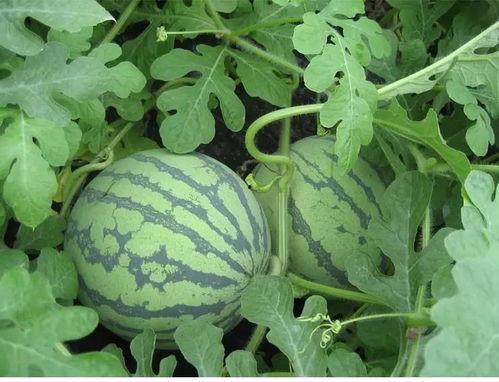 吃瓜黑什么网,网络舆论场中的热点追踪与真相探寻  第2张