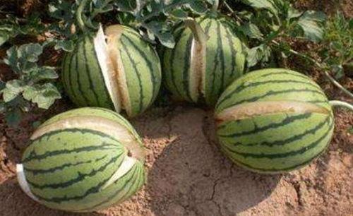 永年网销吃瓜事件是真的吗,真相揭秘还是网络谣言？  第2张