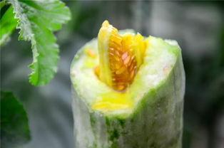 吃瓜广州网红,揭秘城市生活趣味瞬间  第3张