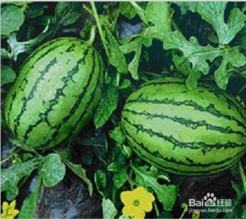 吃瓜网看不了  第2张