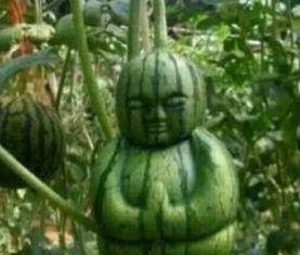 吃瓜网看不了  第3张