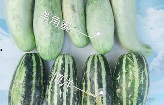 在哪里看网红吃瓜视频呢  第1张